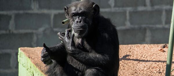 Шимпанзе. Архивное фото - Sputnik Кыргызстан
