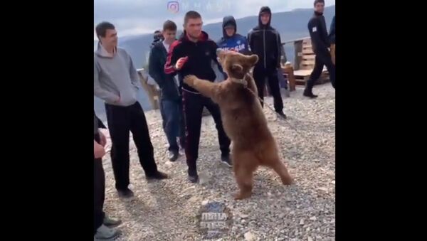 Хабиб Нурмагомедов снова поборолся с медведем — видео - Sputnik Кыргызстан