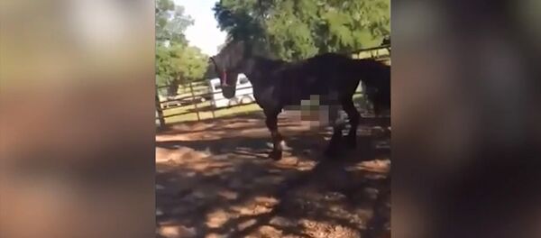 Кобыла убила жеребца ударом копыта — видео - Sputnik Кыргызстан