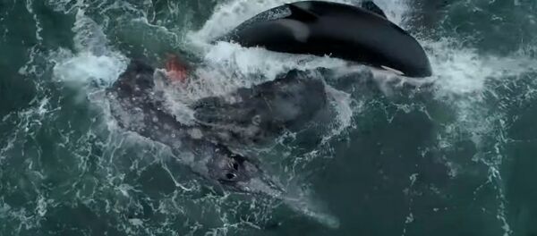 Стая косаток растерзала серого кита с детенышем — видео с дрона - Sputnik Кыргызстан