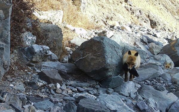 Лиса попала на фотоловушку в Государственном природном парке Хан-Тенири - Sputnik Кыргызстан