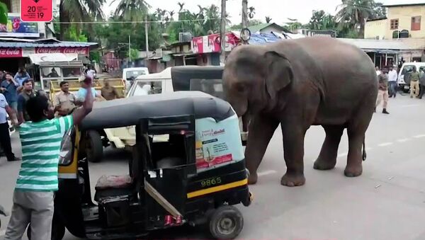 Дикий слон навел панику в центре города — видео из Индии - Sputnik Кыргызстан