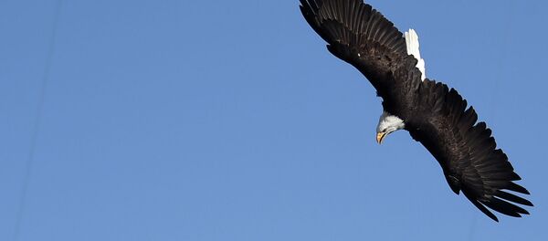 Орлан. Архивное фото - Sputnik Кыргызстан