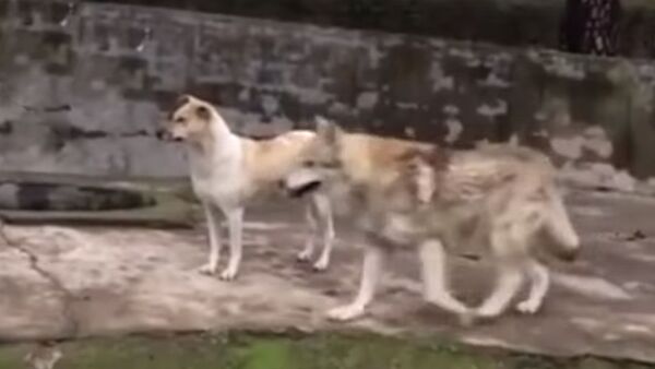 Волк дружит с собакой и живет с ней в одном вольере — видео из Китая - Sputnik Кыргызстан