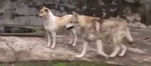 Волк дружит с собакой и живет с ней в одном вольере — видео из Китая - Sputnik Кыргызстан