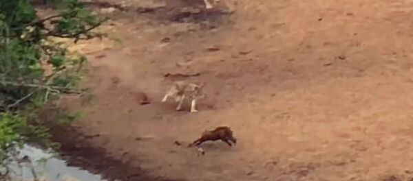 Быстрый, как Флэш, — бородавочник молниеносно спасся бегством от львиц. Видео - Sputnik Кыргызстан