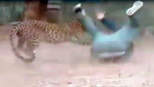 Леопард напал на чиновника, ворвавшись в деревню в Индии. Видео - Sputnik Кыргызстан