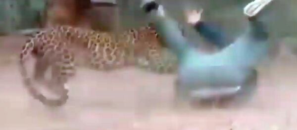 Леопард напал на чиновника, ворвавшись в деревню в Индии. Видео Леопард напал на чиновника, ворвавшись в деревню в Индии. Видео - Sputnik Кыргызстан