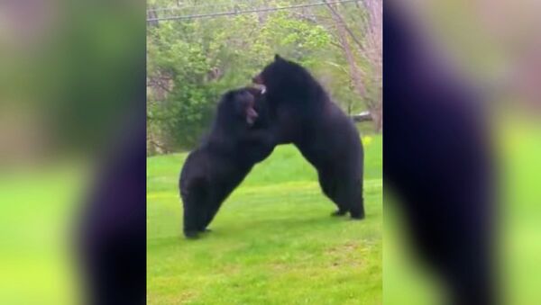 Огромные медведи устроили жестокую схватку во дворе у американца — видео - Sputnik Кыргызстан