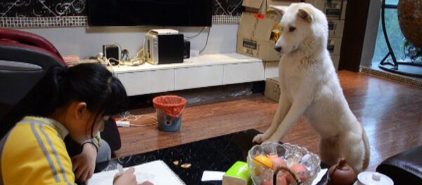 Собака-воспитательница - Sputnik Кыргызстан