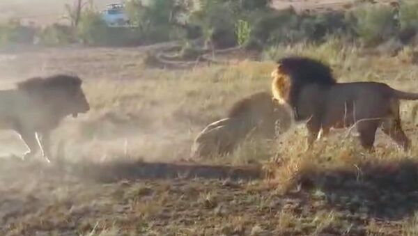 Молодые львы сошлись в кровавой схватке со старым — видео из Кении - Sputnik Кыргызстан