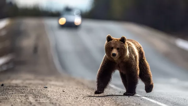 Бурый медведь на дороге. Архивное фото - Sputnik Кыргызстан