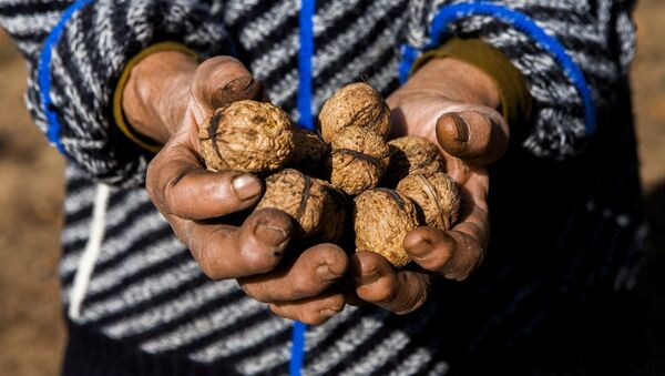 Урожай грецких орехов. Архивное фото - Sputnik Кыргызстан