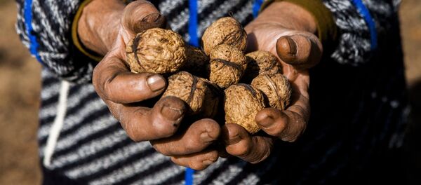 Грек жаңгагы. Архив - Sputnik Кыргызстан