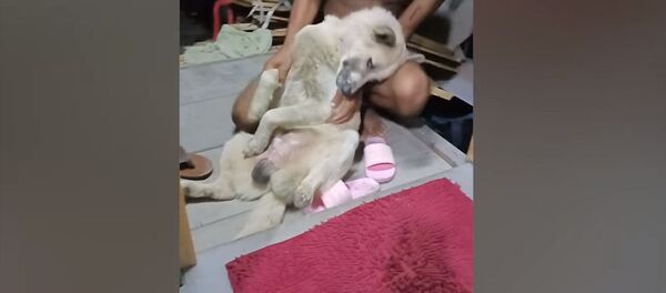 Хитрый пес притворился мертвым, чтобы не купаться, — смешное видео Хитрый пес притворился мертвым, чтобы не купаться, — смешное видео - Sputnik Кыргызстан