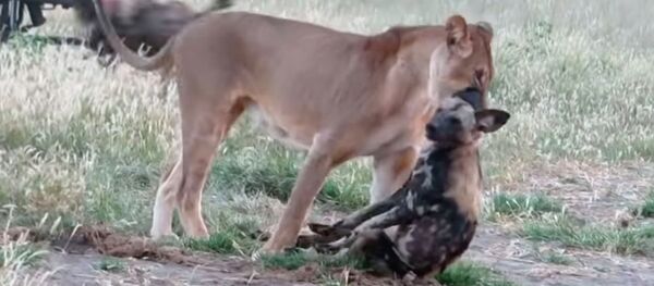 Дикая собака притворилась мертвой и перехитрила жадную львицу. Видео - Sputnik Кыргызстан