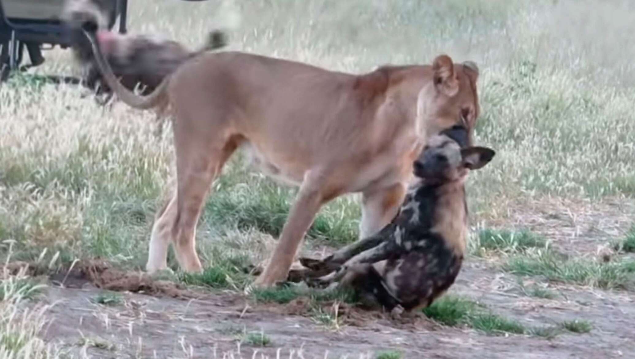 Дикая собака видео. Львы против гиеновидных собак. Гиеновидная собака и собака.