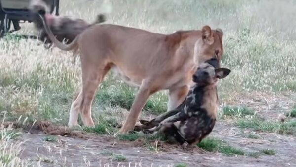 Дикая собака притворилась мертвой и перехитрила жадную львицу. Видео - Sputnik Кыргызстан