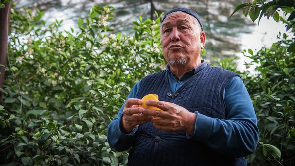Лонгрид: Не знал, что этот бизнес такой выгодный! Вдохновляющая история фермера из КР - Sputnik Кыргызстан