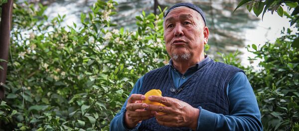 Лонгрид: Мынчалык кирешелүү экени оюма келбептир! Лимон өстүргөн багбандын шыктандырчу маеги Лонгрид: Мынчалык кирешелүү экени оюма келбептир! Лимон өстүргөн багбандын шыктандырчу маеги - Sputnik Кыргызстан