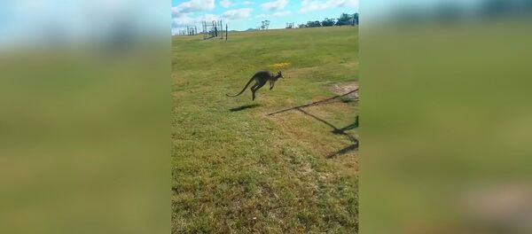 Кенгуру скакал себе спокойно, не ожидая такого поворота — смешное видео - Sputnik Кыргызстан