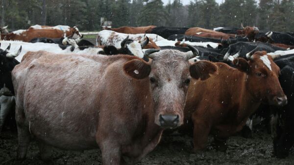 Коровы на территории фермерского хозяйства. Архивное фото - Sputnik Кыргызстан