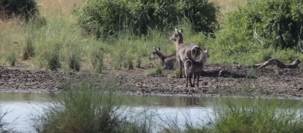 Козел вырвался из мощного захвата крокодила, но далеко не убежал. Видео - Sputnik Кыргызстан