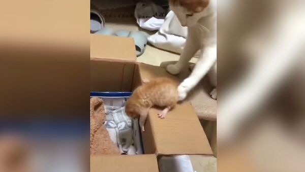 Суровая кошка учит решительности своего пугливого котенка — забавное видео - Sputnik Кыргызстан