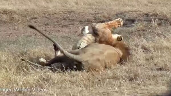 Вожак прайда свирепо напал на молодого льва и сломал ему хребет. Видео - Sputnik Кыргызстан