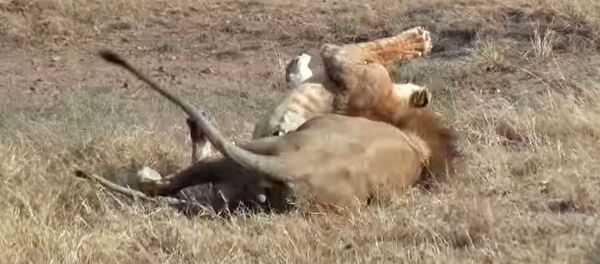 Вожак прайда свирепо напал на молодого льва и сломал ему хребет. Видео - Sputnik Кыргызстан