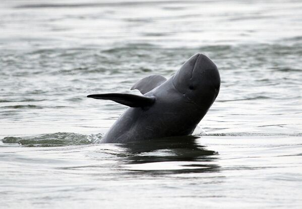 Иравадийский дельфин плавает в реке Меконг - Sputnik Кыргызстан