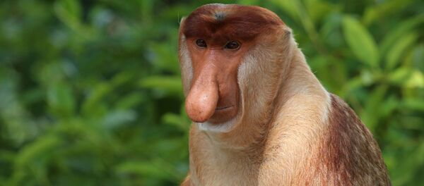 Обезьяна носач  - Sputnik Кыргызстан