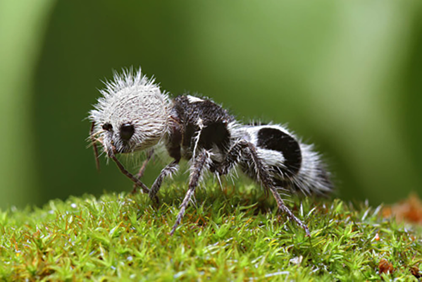 Вид ос, из-за необычной внешности прозванный муравьем-пандой - Sputnik Кыргызстан