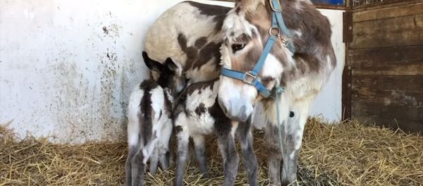 Улуу Британияда эгиз такай туулду. Видео - Sputnik Кыргызстан