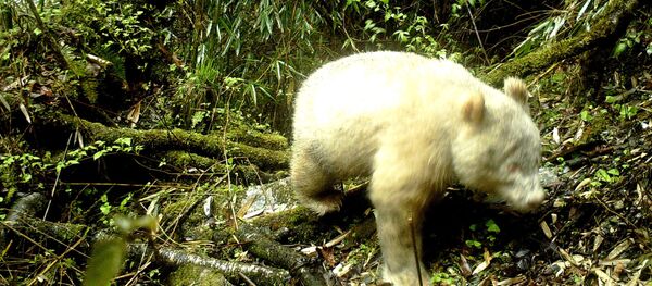 Национальный природный заповедник Волонг - Sputnik Кыргызстан