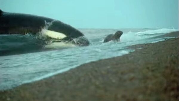 ВВС снял удивительную охоту китов-убийц на морских котиков. Это надо видеть - Sputnik Кыргызстан