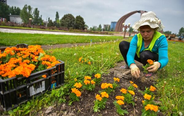 С середины апреля 50 сотрудниц муниципального предприятия Бишкекзеленхоз посадили 1 миллион 300 тысяч цветов - Sputnik Кыргызстан
