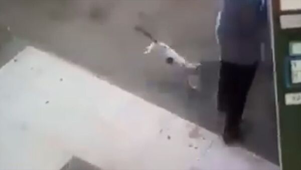 Посчитал себя тигром? Свирепый кот напал на мэра города в Мексике — видео - Sputnik Кыргызстан