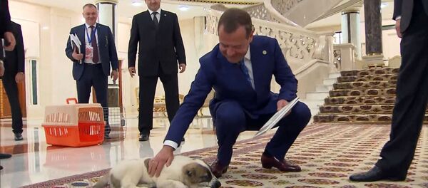 Бердымухамедов подарил Медведеву щенка алабая — реакция премьера. Видео Бердымухамедов подарил Медведеву щенка алабая — реакция премьера. Видео - Sputnik Кыргызстан