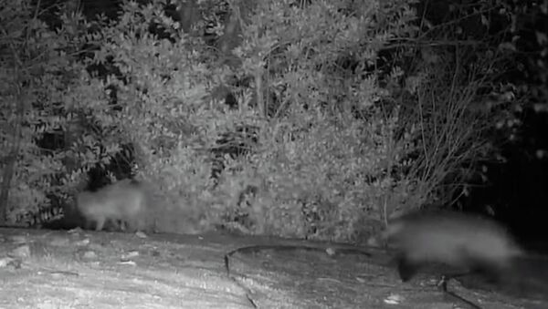 Кружатся вокруг одного куста — забавная погоня барсука за лисицей. Видео - Sputnik Кыргызстан