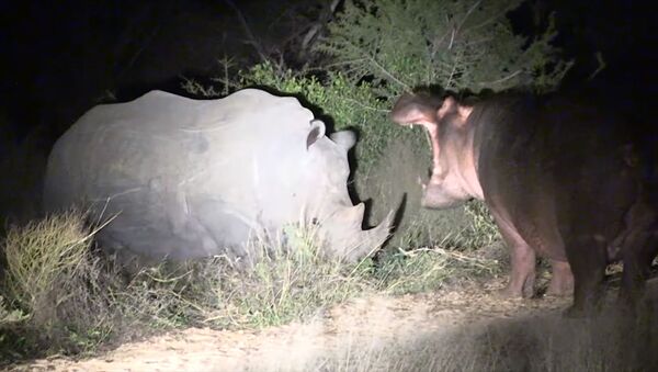 Докопался и еле унес ноги — как носороги прогнали бегемота. Видео - Sputnik Кыргызстан