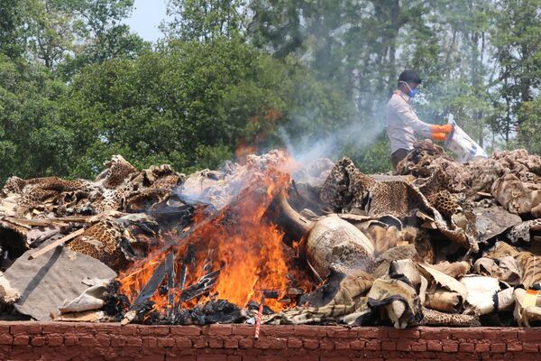 Работник непальского национального парка Читван сжигает части животных, изъятые у браконьеров в национальном парке Читван, Непал - Sputnik Кыргызстан