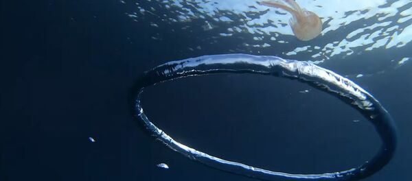 Медуза попала в водоворот — очень необычное видео, снятое водолазом - Sputnik Кыргызстан