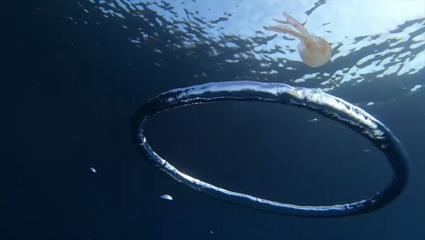 Медуза попала в водоворот — очень необычное видео, снятое водолазом - Sputnik Кыргызстан