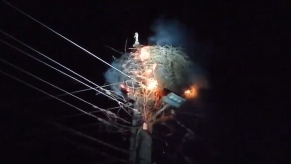 Какая отвага! Самка аиста до последнего оберегала птенцов в горящем гнезде. Видео - Sputnik Кыргызстан