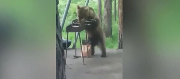 Шишкебекти шашпай, сыдырып жеп. Казакстандагы аюунун жылмайткан видеосу - Sputnik Кыргызстан