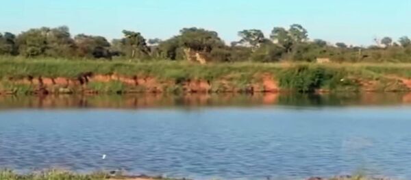 Грандиозный прыжок — антилопа пролетела над львицами и осталась жива. Видео - Sputnik Кыргызстан