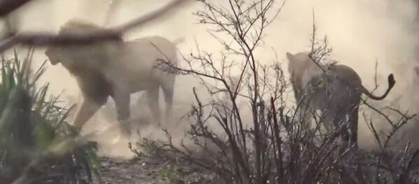 Львы устроили жесткий передел территории на глазах у туристов — видео из ЮАР Львы устроили жесткий передел территории на глазах у туристов — видео из ЮАР - Sputnik Кыргызстан