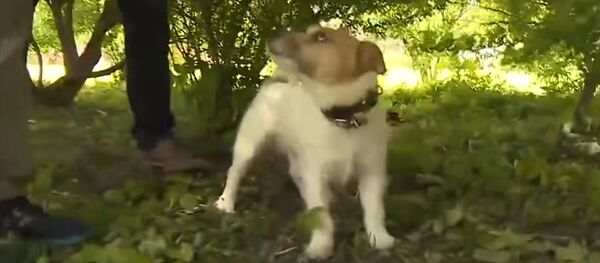 Ээсин улам жеңден тарткылап... Петербургда ит ташталган бөбөктү сактап калды - Sputnik Кыргызстан