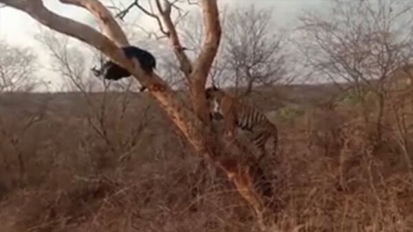 Тигр загнал медведя на дерево, но получил внезапный отпор. Видео - Sputnik Кыргызстан